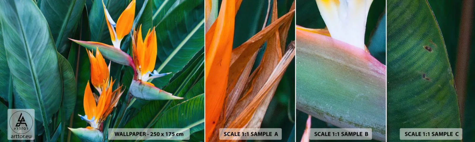 Échantillon De Papier Peint Standard Eco - Est-ce une fleur, est-ce un oiseaux? - Strelitzia royale, Fleur, Afrique - 100x30 cm