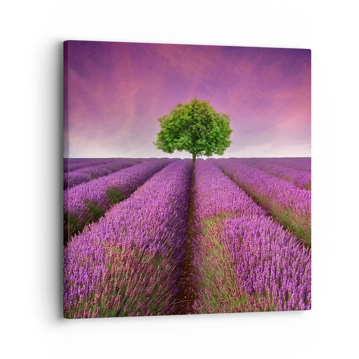 Impression sur toile - Image sur toile - Dans un champs de lavande - 30x30 cm