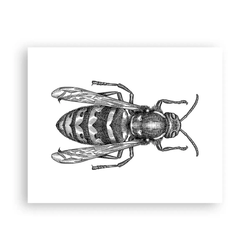 Affiche - Poster - D'une planète d'insectes - 50x40 cm