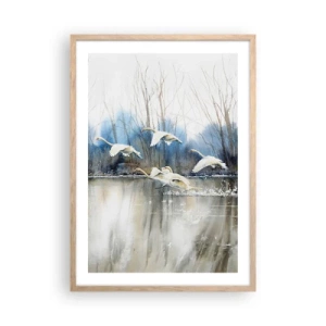 Affiche dans un chêne clair - Poster - Comme dans un conte de fées sur les cygnes sauvages - 50x70 cm