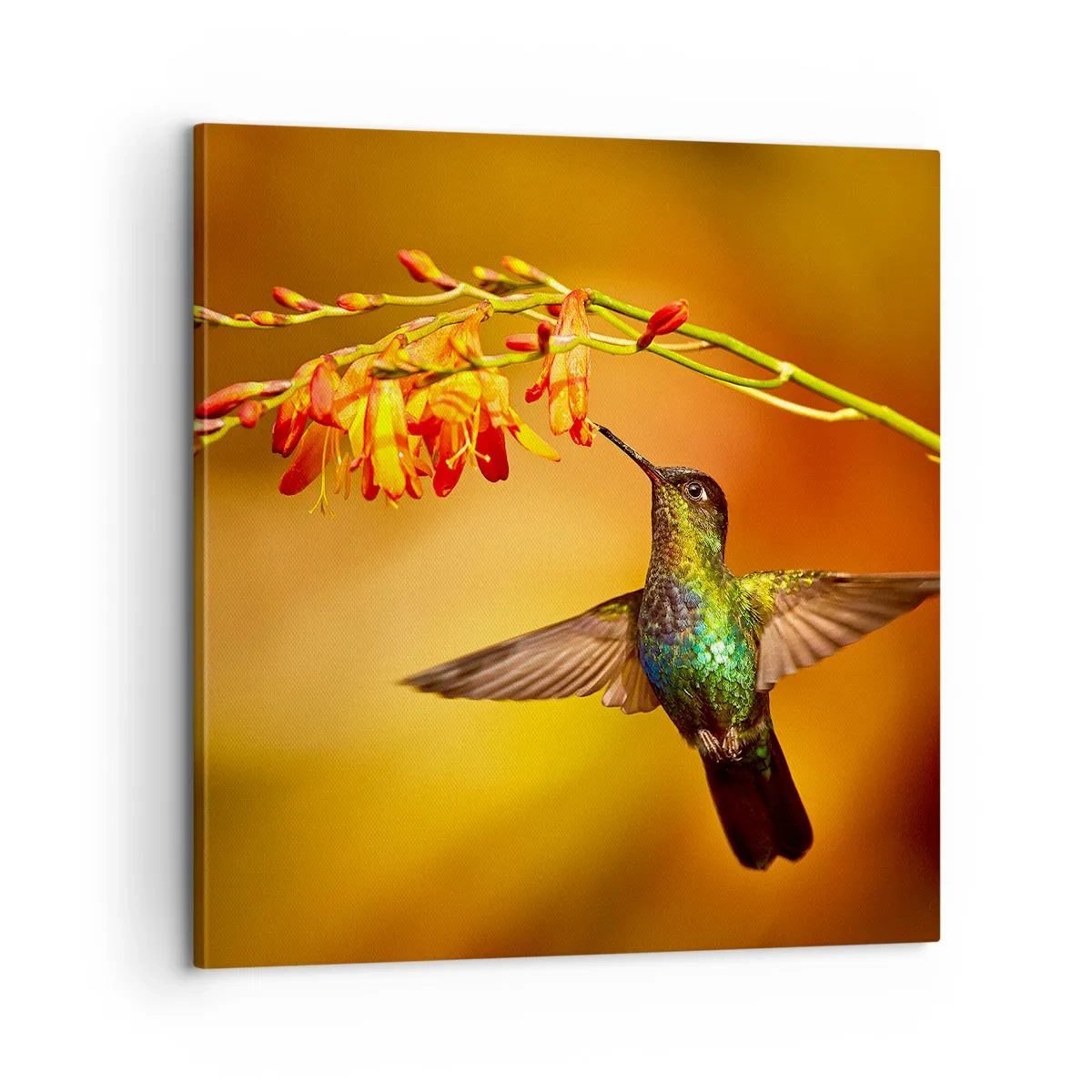 Impression sur toile - Image sur toile - Un messager de lumière selon les Mayas - 60x60 cm