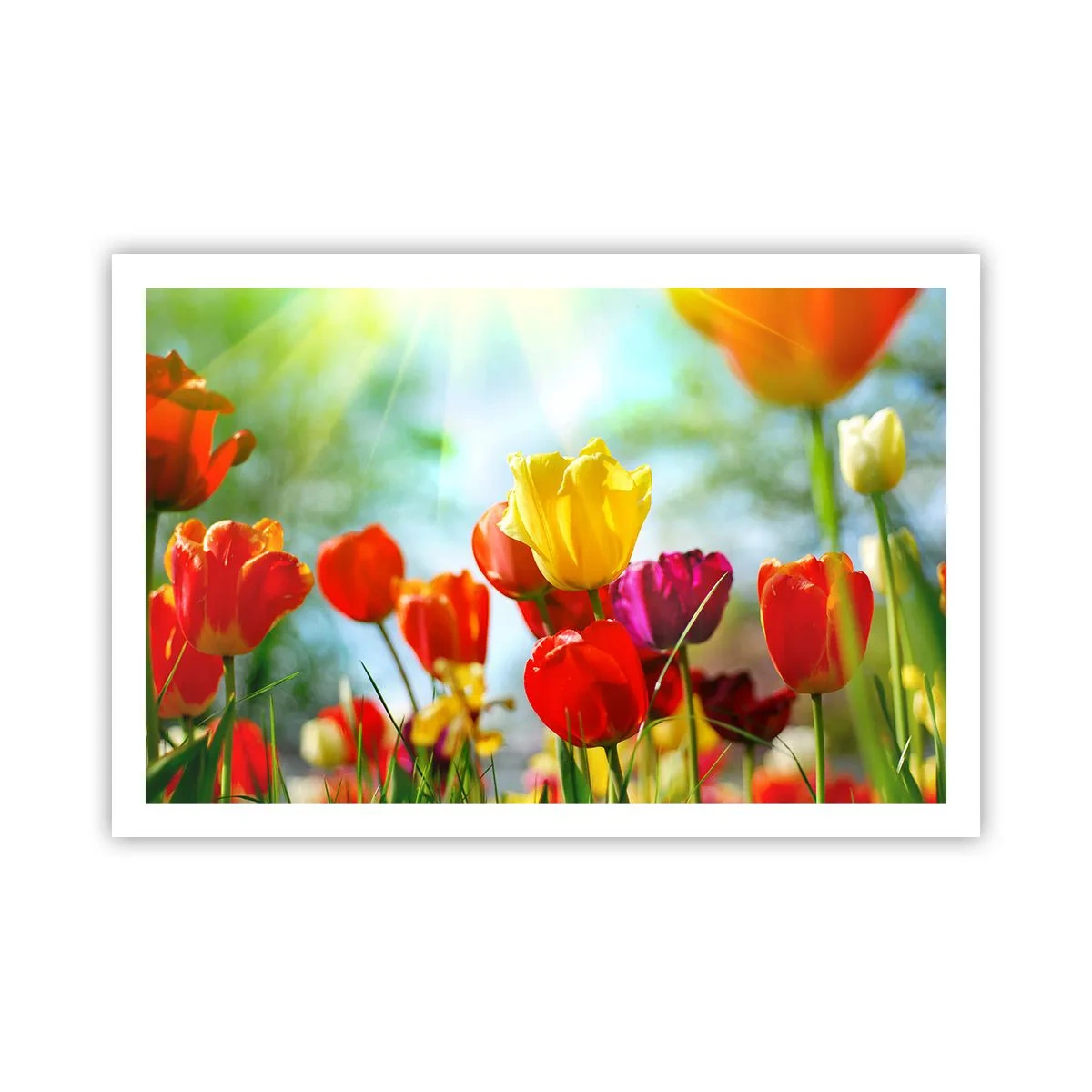 Affiche - Poster - Toutes les couleurs du soleil - 91x61 cm