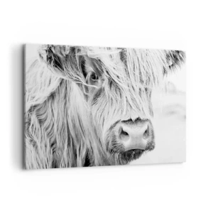 Impression sur toile - Image sur toile - Portrait d'une vache écossaise en noir et blanc - 120x80cm - Sauvagerie écossaise - Décoration murale moderne pour le salon et la chambre ARTTOR