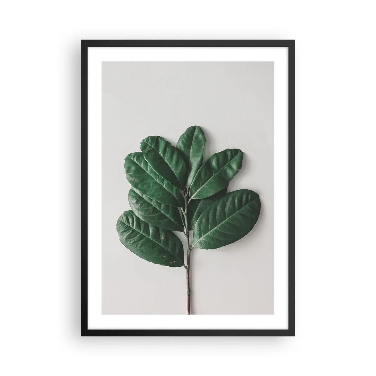 Affiche dans un cadre noir - Poster - Une branche avec des feuilles vert foncé sur un fond clair - 50x70cm - Dessin de la nature elle-même - Décoration murale moderne pour le salon et la chambre ARTTOR