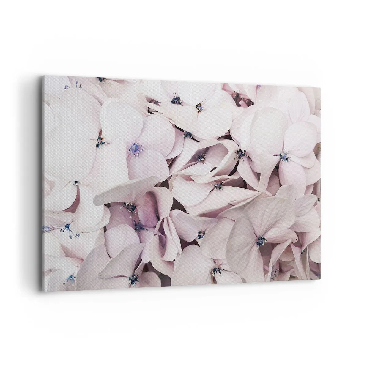 Impression sur toile - Image sur toile - Hortensias blancs délicats aux tons pastel - 120x80cm - Dans un flot de fleurs - Décoration murale moderne pour le salon et la chambre ARTTOR