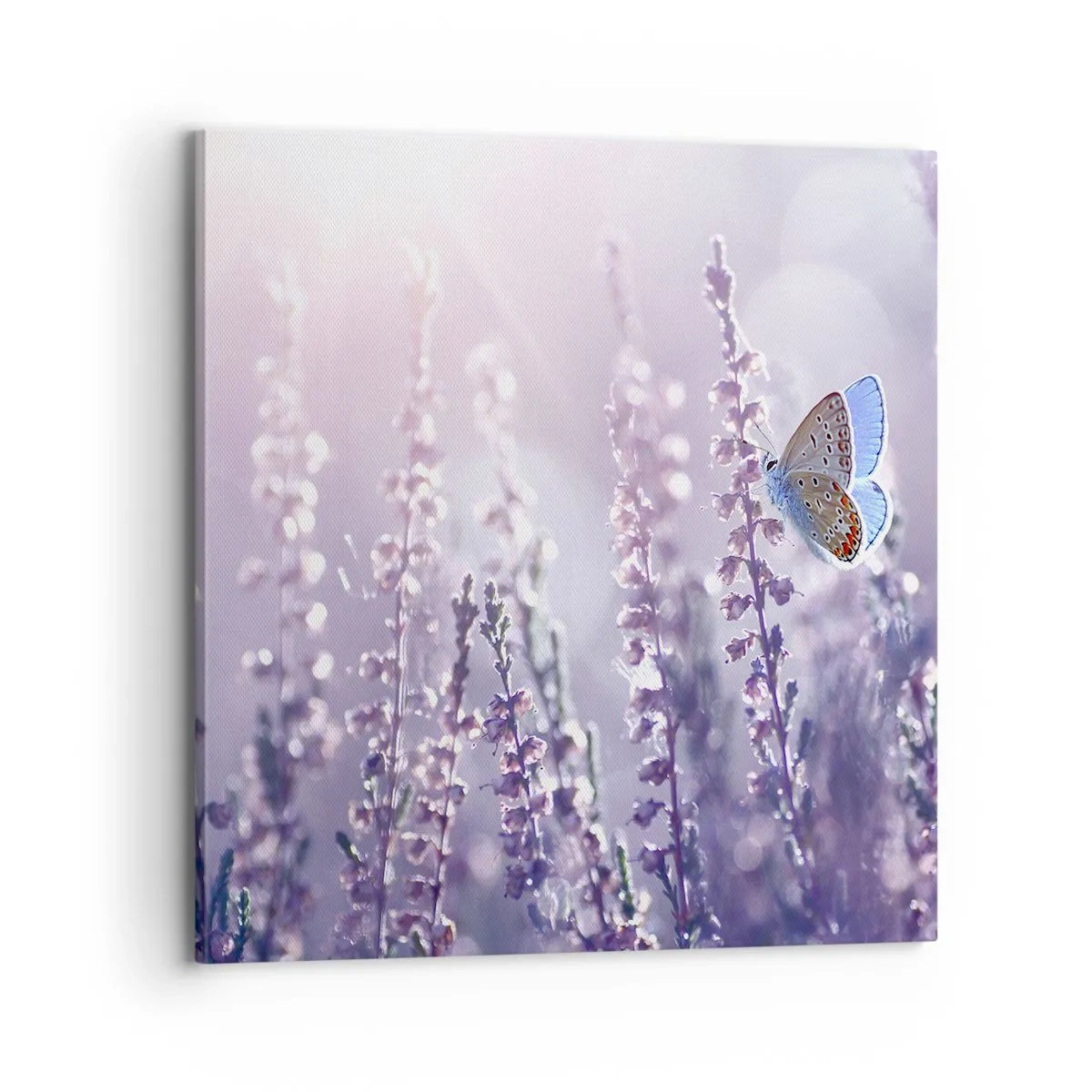Impression sur toile - Image sur toile - Baiser de papillon - 70x70 cm