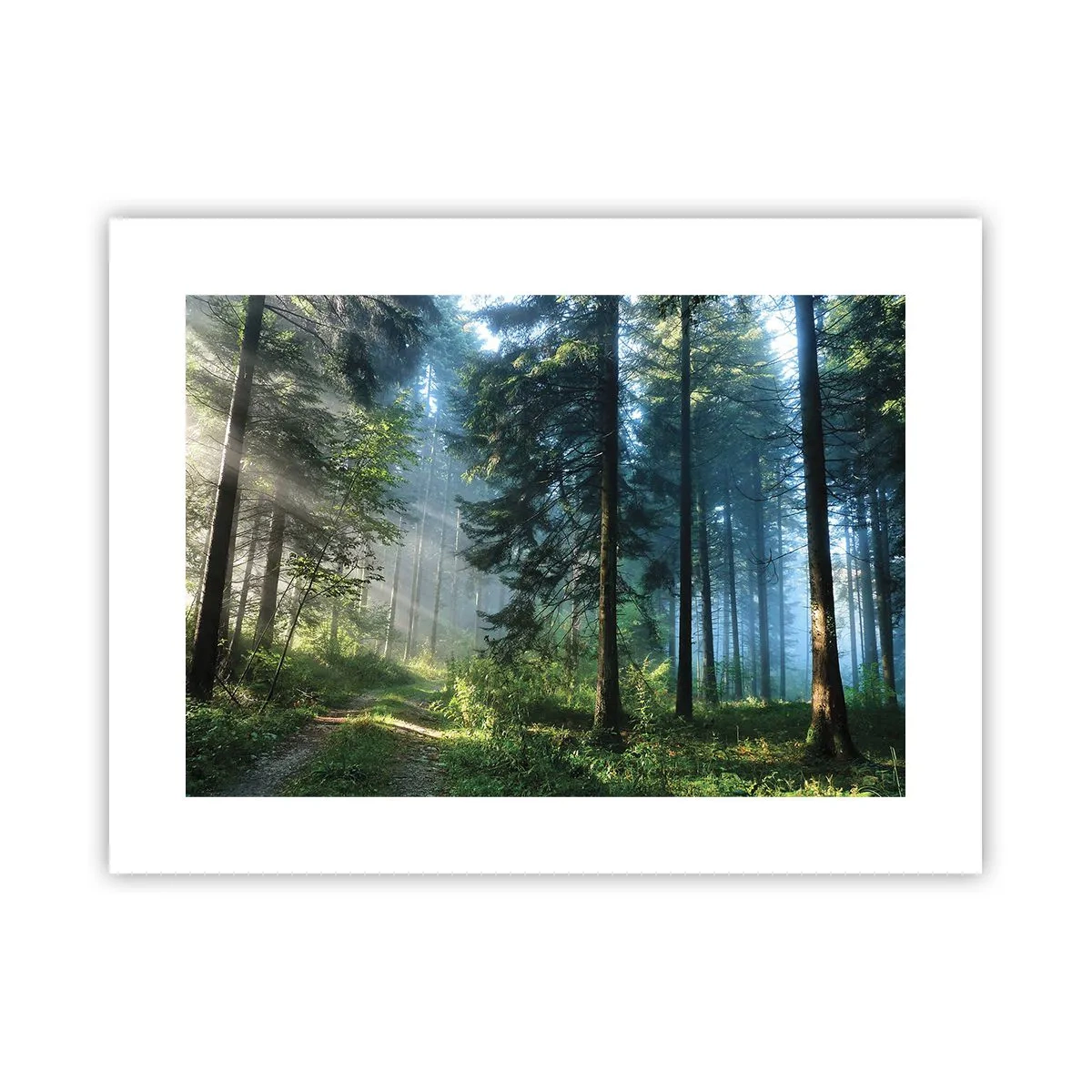 Affiche - Poster - Rayonnant le matin - 40x30 cm