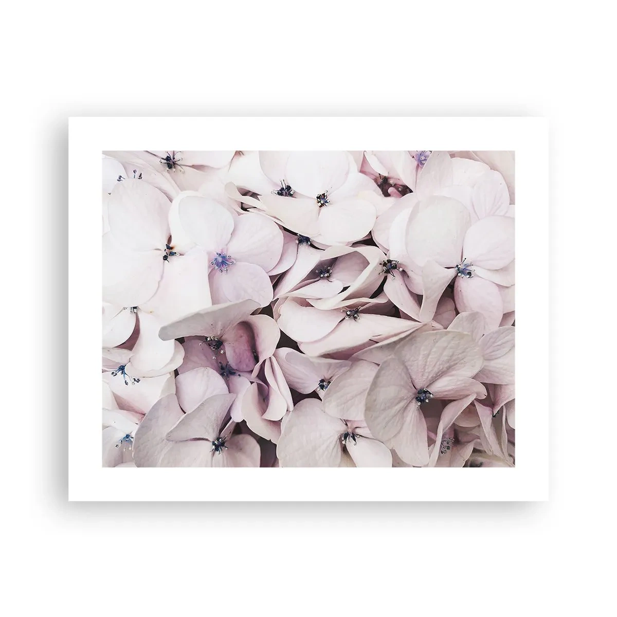 Affiche - Poster - Dans un flot de fleurs - 50x40 cm