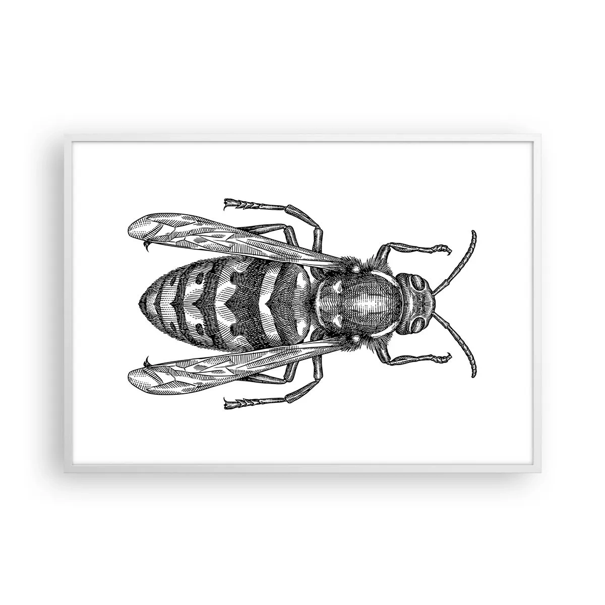 Affiche dans un cadre blanc - Poster - D'une planète d'insectes - 100x70 cm