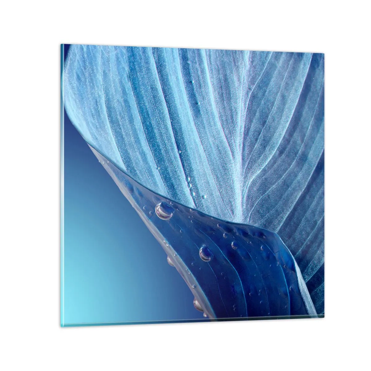 Impression sur verre - Image sur verre - Gouttes cachées du bleu - 50x50 cm