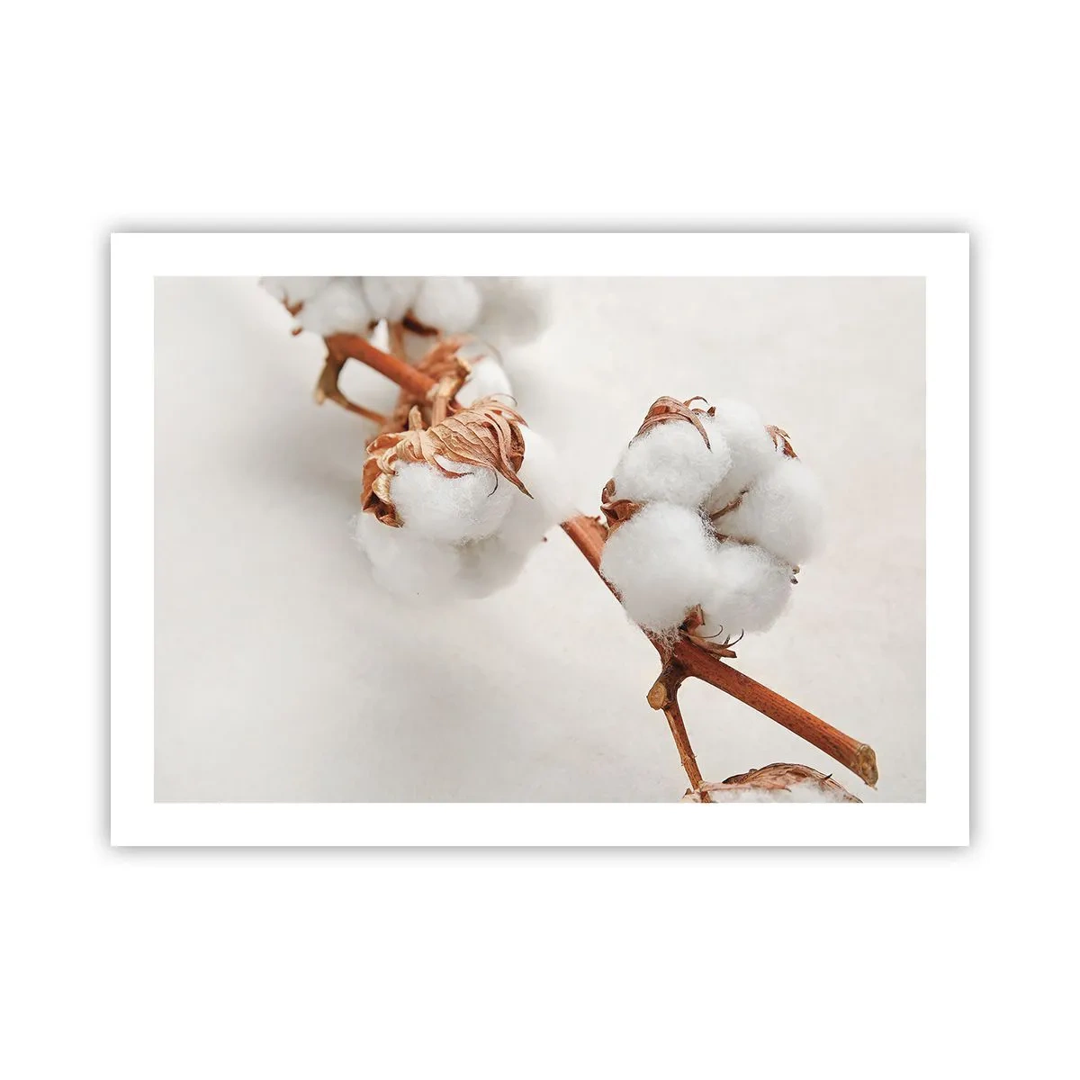 Affiche - Poster - Seulement caliner - 70x50 cm