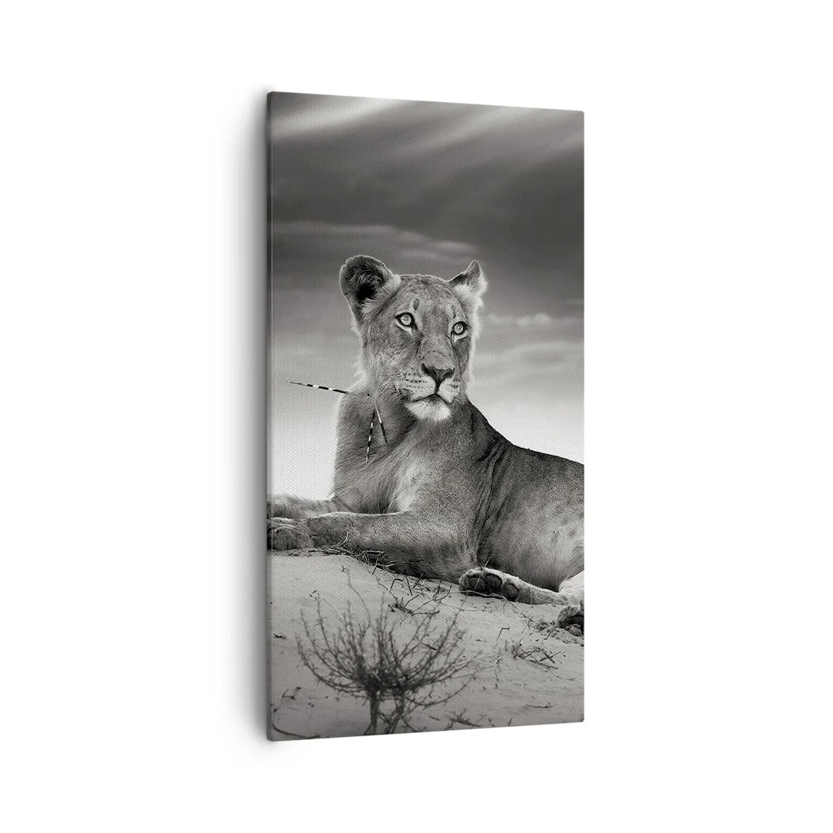 Impression sur toile - Image sur toile - La reine du désert reste - 55x100 cm