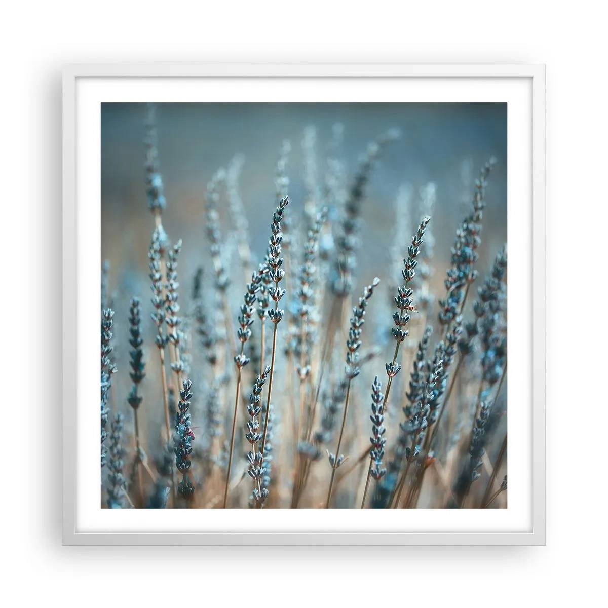 Affiche dans un cadre blanc - Poster - Tige odorante - 60x60 cm