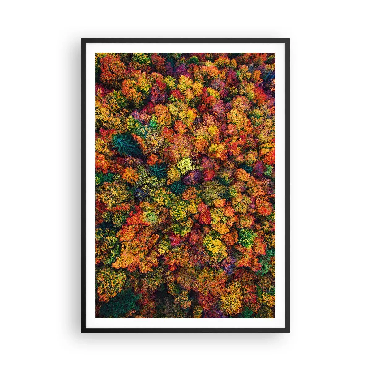 Affiche dans un cadre noir - Poster - Bouquet d'arbres automnal - 70x100 cm