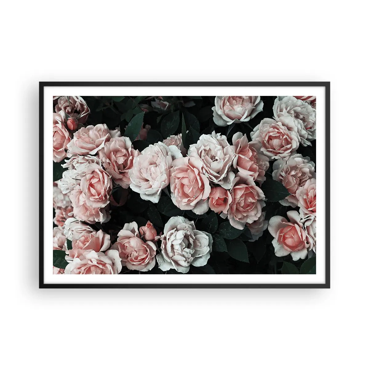 Affiche dans un cadre noir - Poster - Roses roses sur fond sombre dans une composition subtile - 100x70cm - Ensemble de rose - Décoration murale moderne pour le salon et la chambre ARTTOR