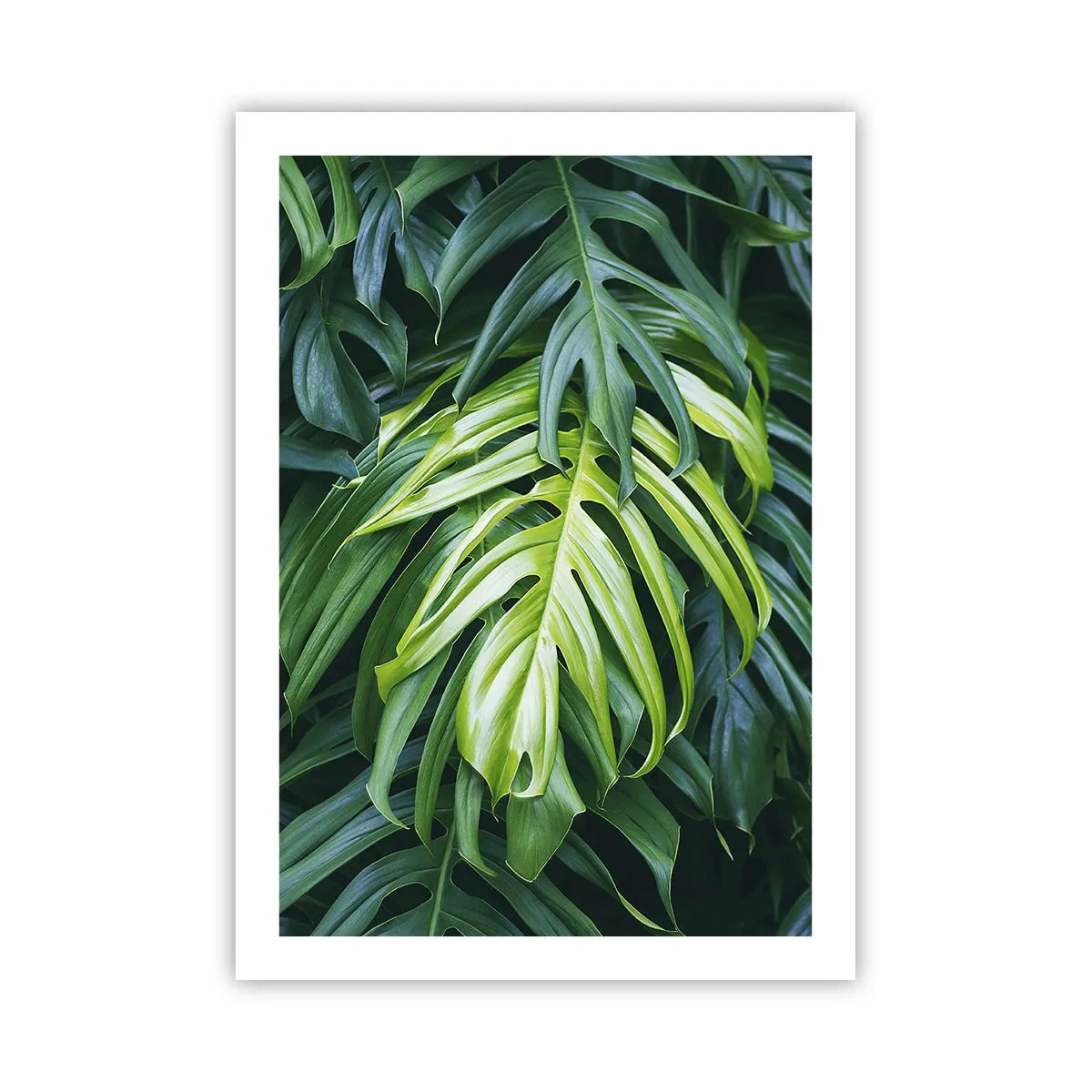Affiche - Poster - Gros plan sur des feuilles de monstera vertes - 50x70cm - Immergez-vous dans la fraîcheur - Décoration murale moderne pour le salon et la chambre ARTTOR