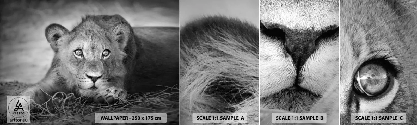 Échantillon de Papier Peint Autocollant Deluxe Sticker - Chiot royal - Animaux, Lion, Noir et blanc - 100x30 cm