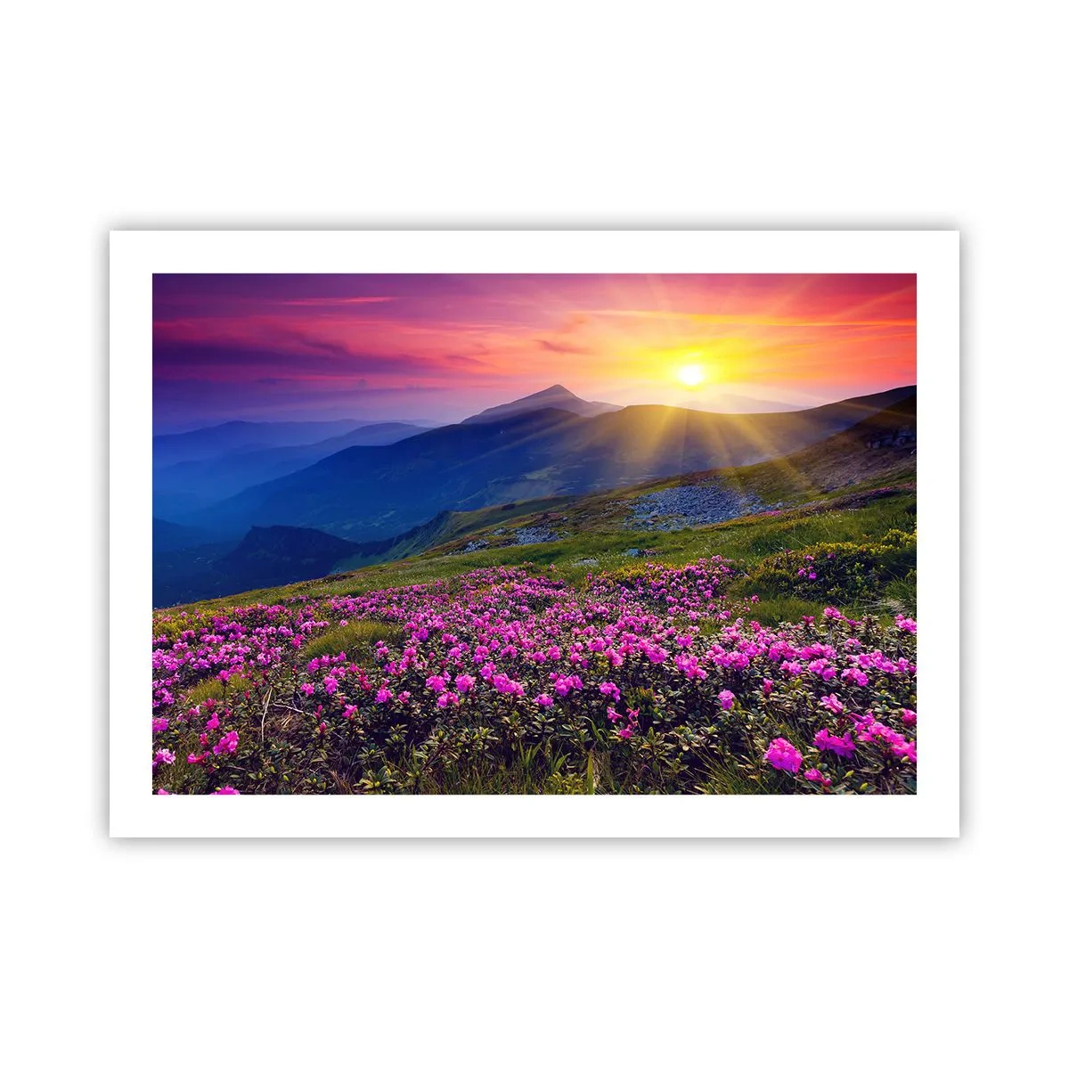 Affiche - Poster - … Et autour, ça sent le pin des montagnes et l'odeur de la prairie - 70x50 cm