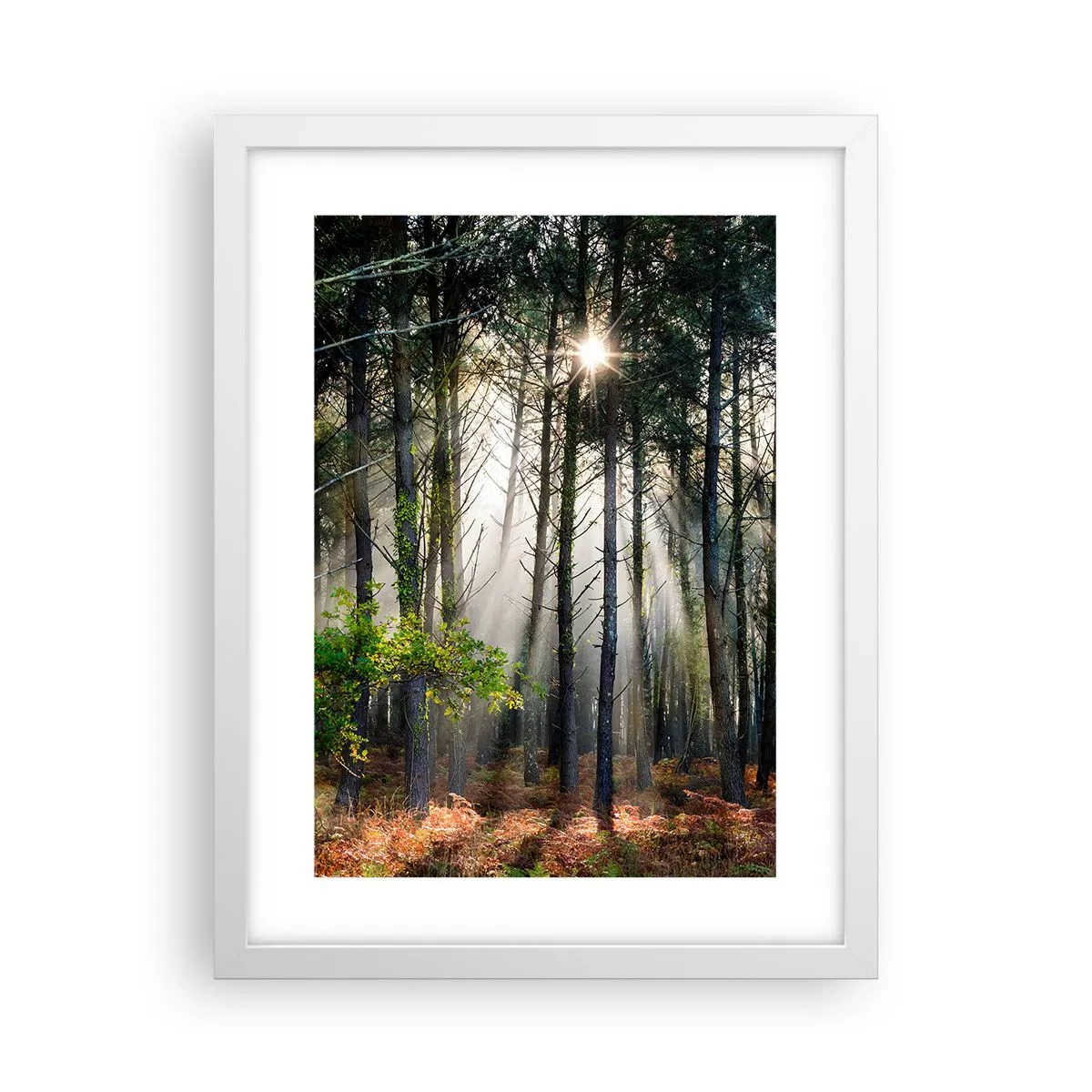 Affiche dans un cadre blanc - Poster - Une zone forestière - 30x40 cm