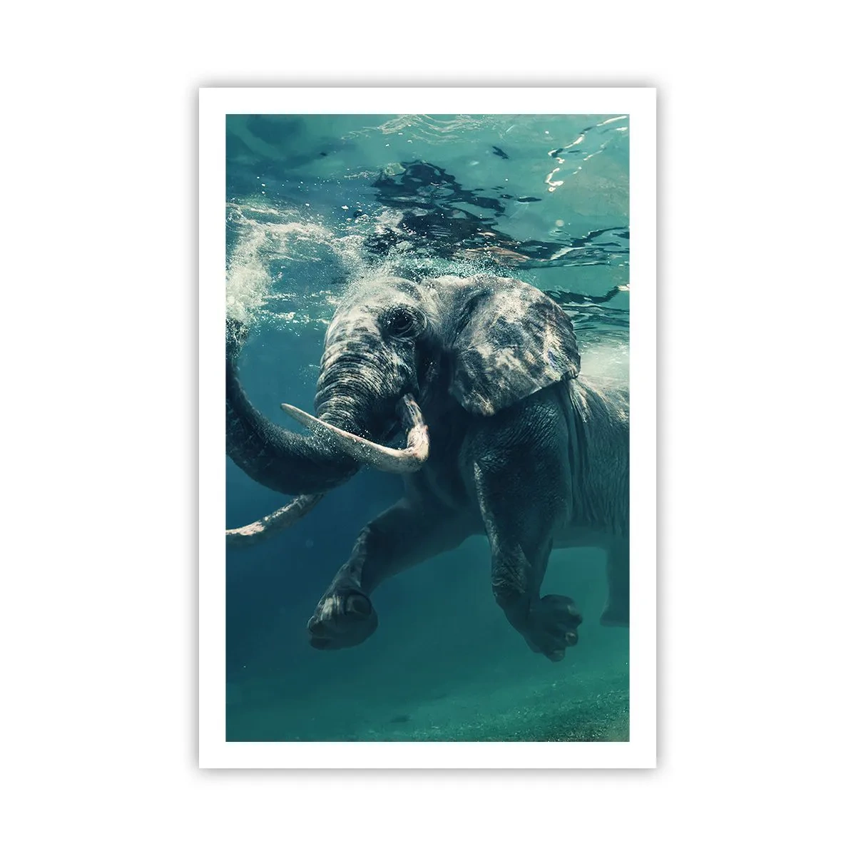 Affiche - Poster - Tout le monde aime nager - 61x91 cm