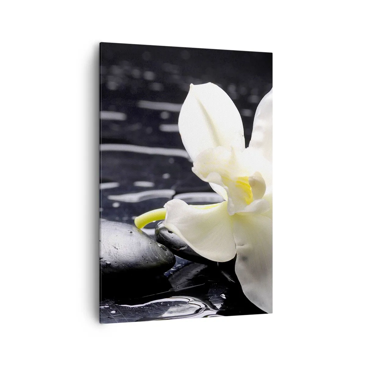 Impression sur toile - Image sur toile - Une orchidée blanche sur un fond de pierres noires et d'eau. - 70x100cm - Étude en noir et blanc - Décoration murale moderne pour le salon et la chambre ARTTOR