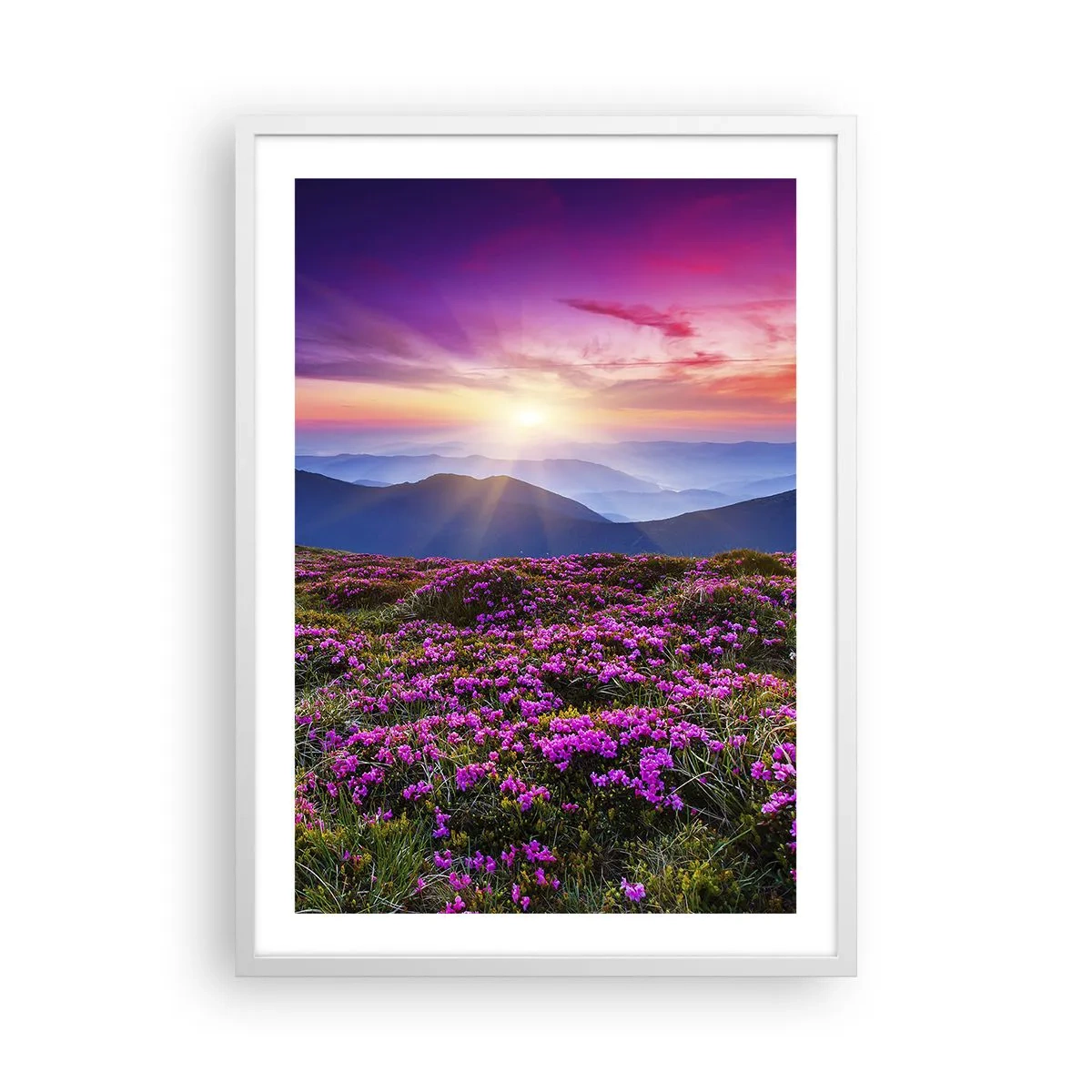 Affiche dans un cadre blanc - Poster - Les herbes sentaient les grappes fraîches de la récolte - 50x70 cm