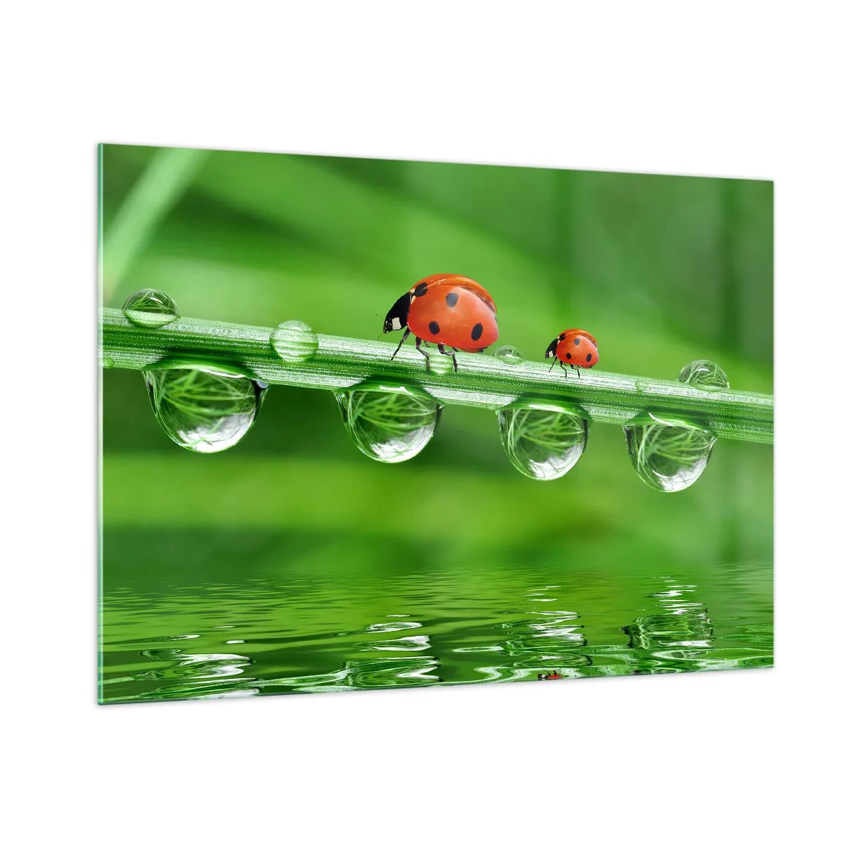 Impression sur verre - Image sur verre - Coccinelles sur un brin d'herbe avec des gouttes de rosée et un reflet dans l'eau - 100x70cm - Sur la route tout l'été - Décoration murale moderne pour le salon et la chambre ARTTOR