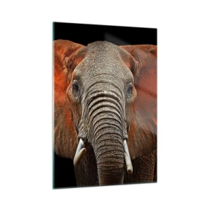 Impression sur verre - Image sur verre - Portrait d'un éléphant majestueux sur fond noir - 50x70cm - Je suis sauvage, et toi? - Décoration murale moderne pour le salon et la chambre ARTTOR