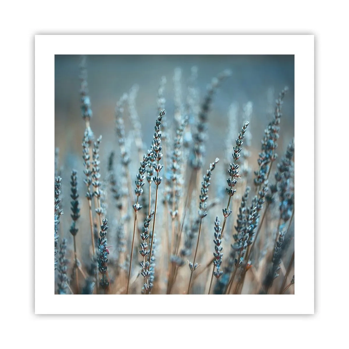 Affiche - Poster - Tige odorante - 50x50 cm