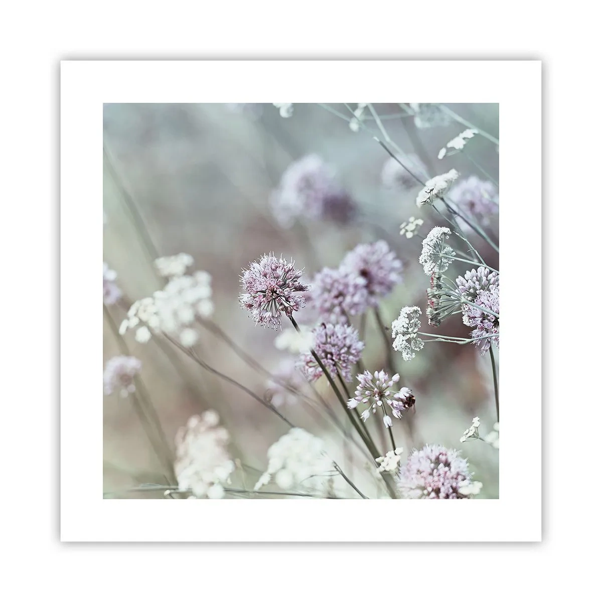 Affiche - Poster - Herbes douces en filigrane - 40x40 cm