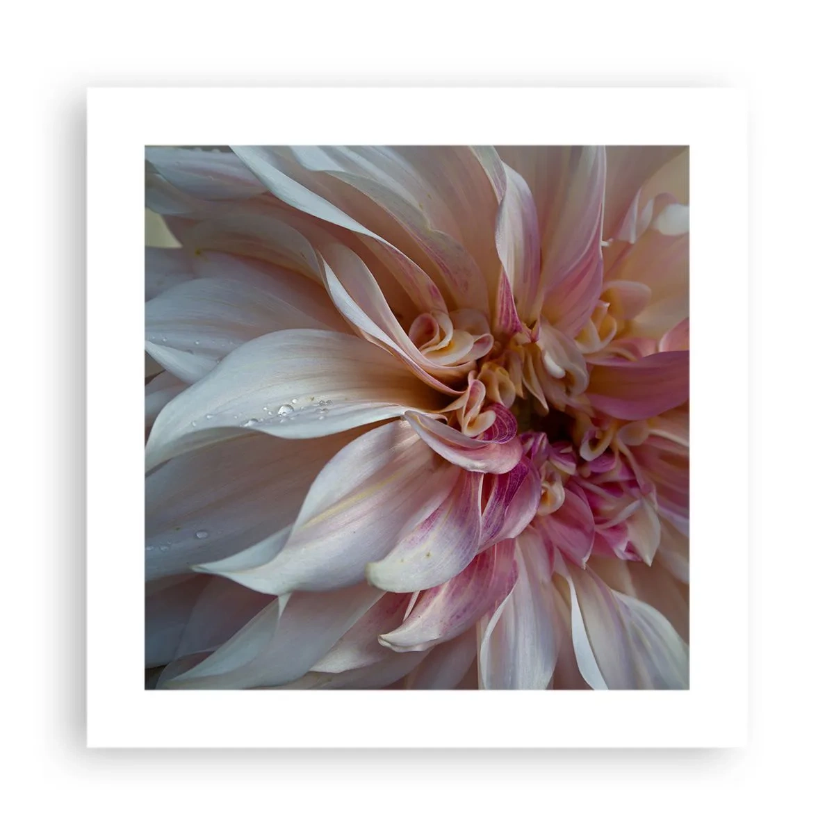 Affiche - Poster - Fraîcheur fleurissante - 40x40 cm