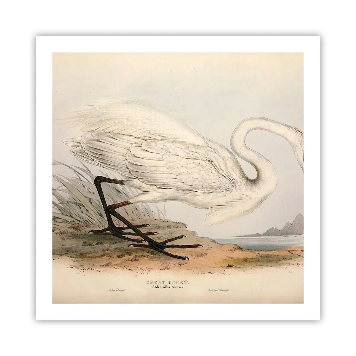 Affiche - Poster - Dame sur les joncs - 60x60 cm