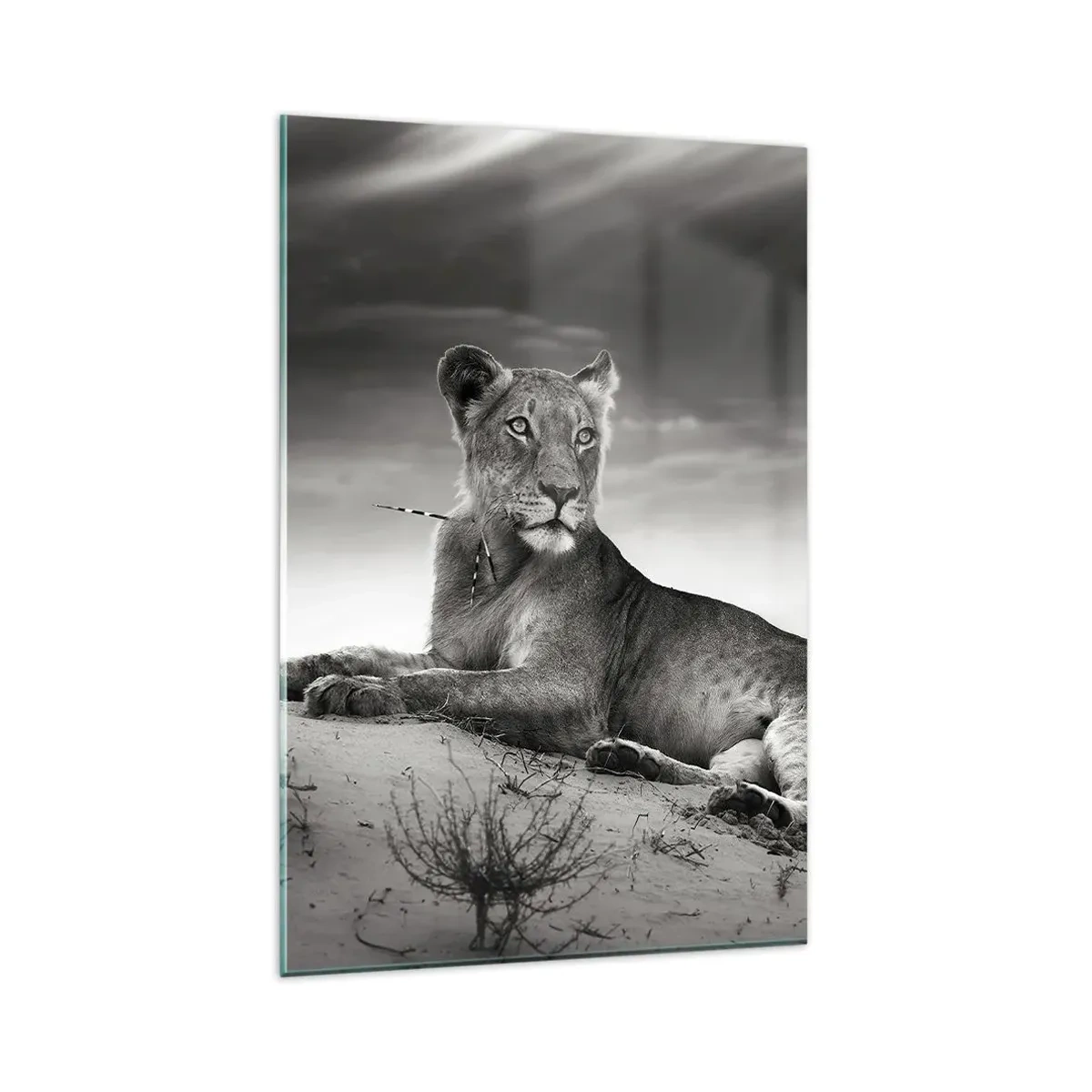 Impression sur verre - Image sur verre - Portrait noir et blanc d'une lionne dans la savane - 80x120cm - La reine du désert reste - Décoration murale moderne pour le salon et la chambre ARTTOR