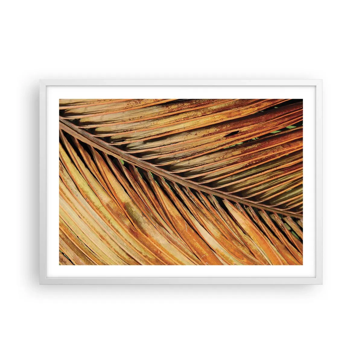 Affiche dans un cadre blanc - Poster - Or de noix de coco - 70x50 cm