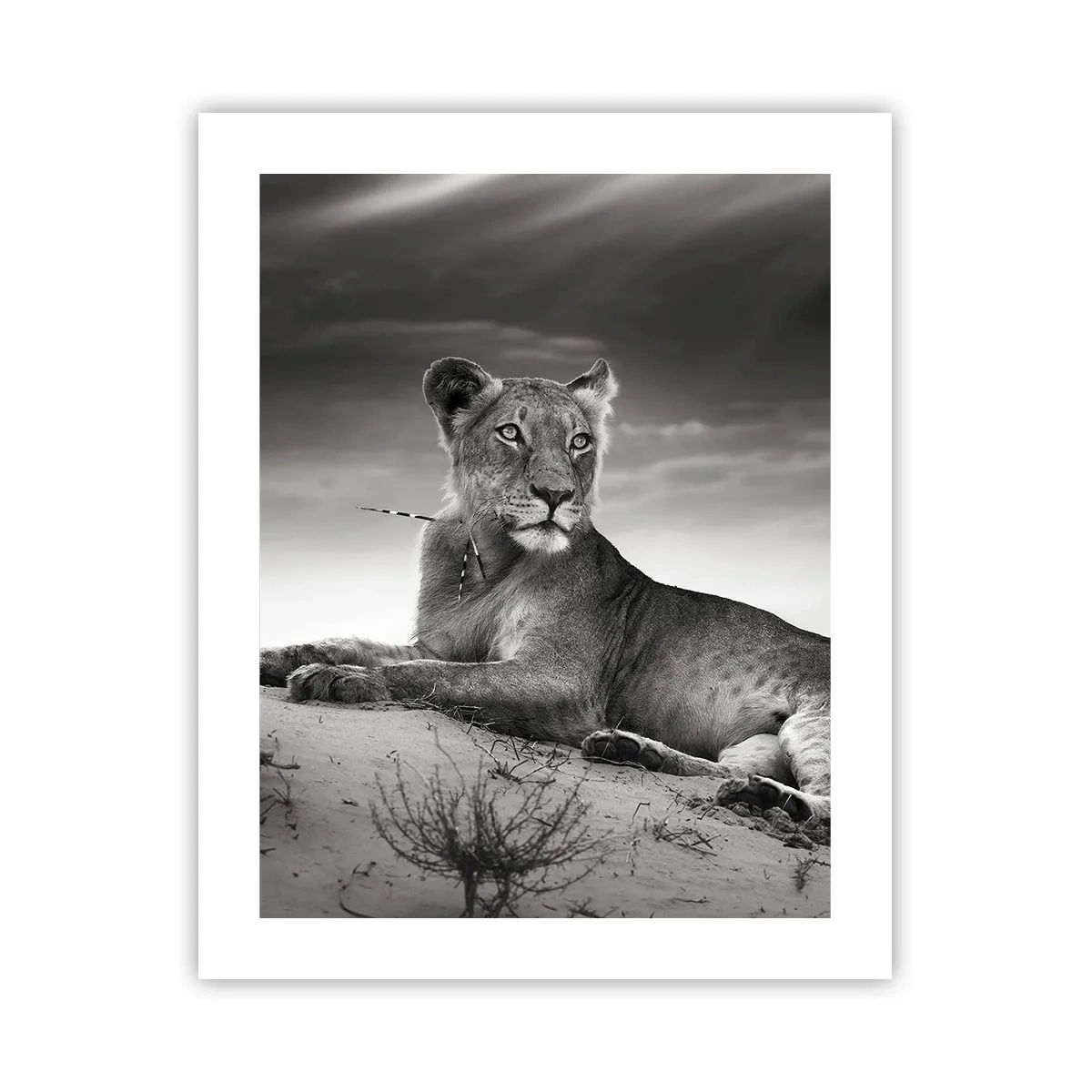 Affiche - Poster - La reine du désert reste - 40x50 cm