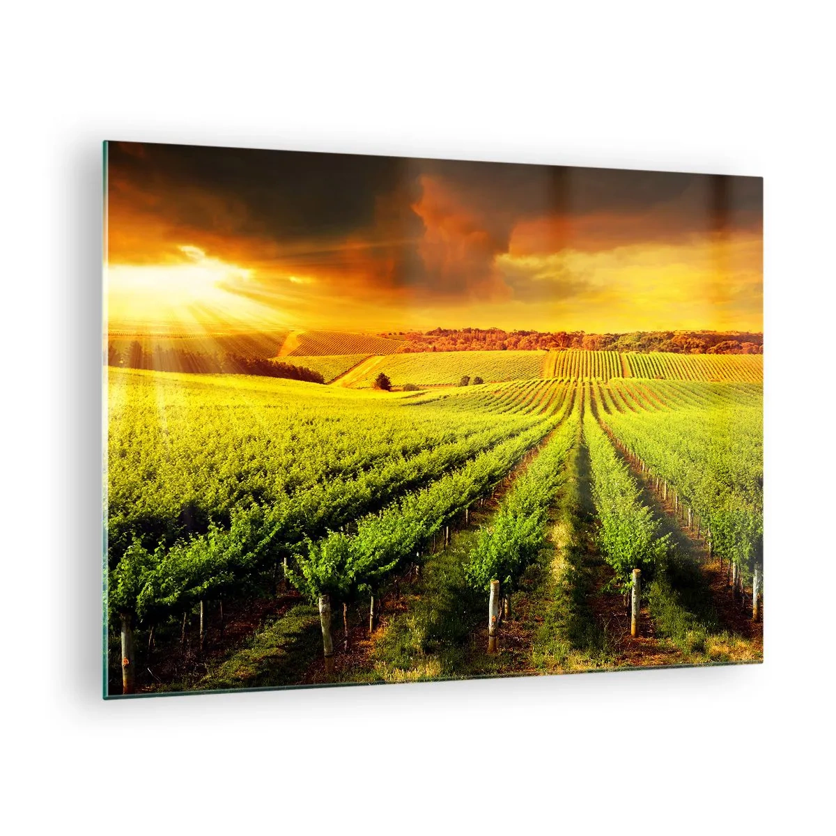 Impression sur verre - Image sur verre - Vignoble à la lumière du soleil couchant - 70x50cm - Sous le soleil australien - Décoration murale moderne pour le salon et la chambre ARTTOR