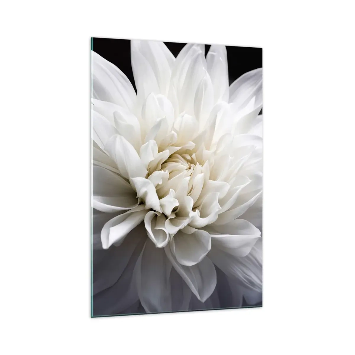 Impression sur verre - Image sur verre - Une délicate fleur blanche sur fond noir dans une composition élégante - 70x100cm - Le matin de la jeune mariéé - Décoration murale moderne pour le salon et la chambre ARTTOR