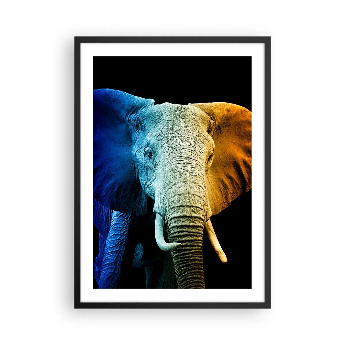 Affiche dans un cadre noir - Poster - Une image colorée d'un éléphant sur fond noir - 50x70cm - Excentrique, pas bizarre - Décoration murale moderne pour le salon et la chambre ARTTOR