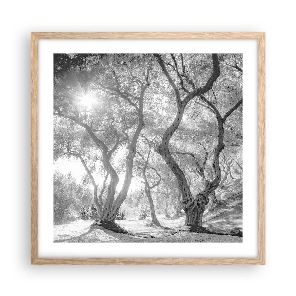Affiche dans un chêne clair - Poster - Dans l'oliveraie - 50x50 cm