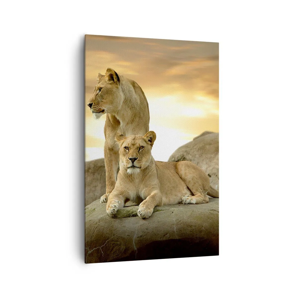 Impression sur toile - Image sur toile - Deux lionnes se reposant sur un rocher au coucher du soleil - 80x120cm - Majesté royale - Décoration murale moderne pour le salon et la chambre ARTTOR