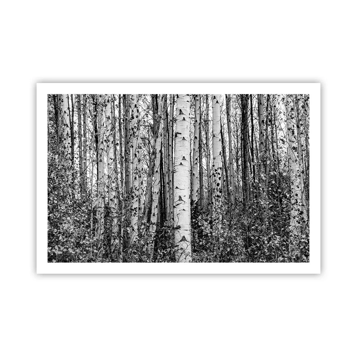 Affiche - Poster - Enchevêtrement de bouleau - 91x61 cm