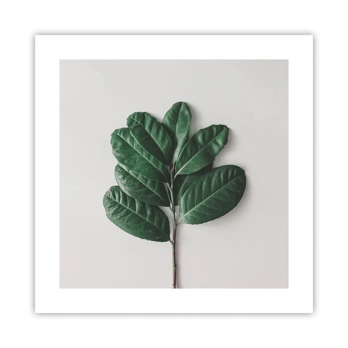 Affiche - Poster - Dessin de la nature elle-même - 40x40 cm