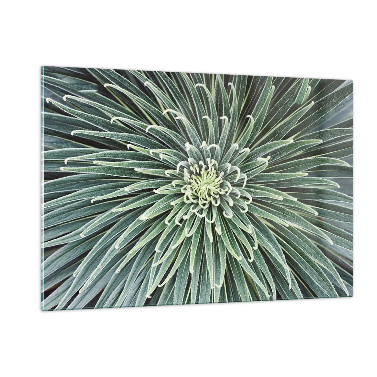 Impression sur verre - Image sur verre - Rosette symétrique de feuilles vertes en macrophotographie - 120x80cm - Naissance d'une étoile - Décoration murale moderne pour le salon et la chambre ARTTOR