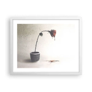 Affiche dans un cadre blanc - Poster - Rosa dolorosa - 50x40 cm
