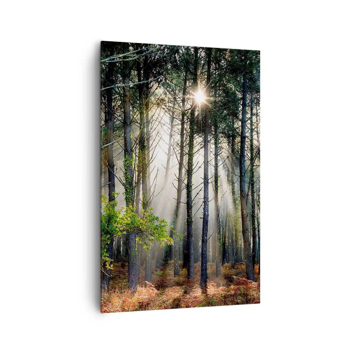 Impression sur toile - Image sur toile - Une zone forestière - 80x120 cm