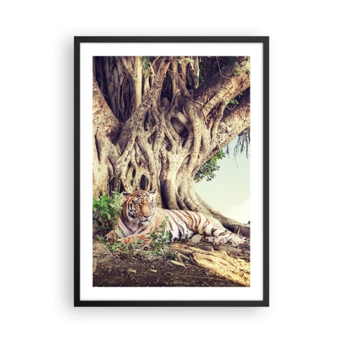Affiche dans un cadre noir - Poster - Un tigre se repose sous un immense arbre aux racines emmêlées. - 50x70cm - Vue du Livre de la Genèse - Décoration murale moderne pour le salon et la chambre ARTTOR