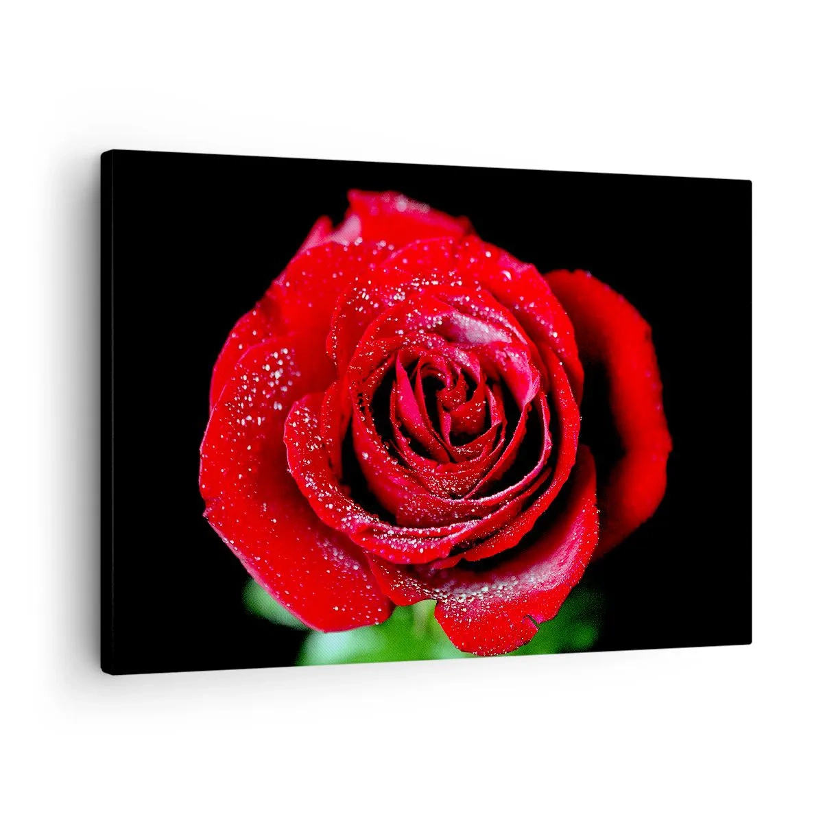 Impression sur toile - Image sur toile - Une rose rouge couverte de gouttes de rosée sur fond noir. - 70x50cm - C'est ça l'amour - Décoration murale moderne pour le salon et la chambre ARTTOR