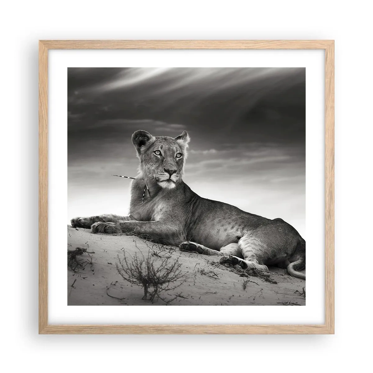Affiche dans un chêne clair - Poster - La reine du désert reste - 50x50 cm