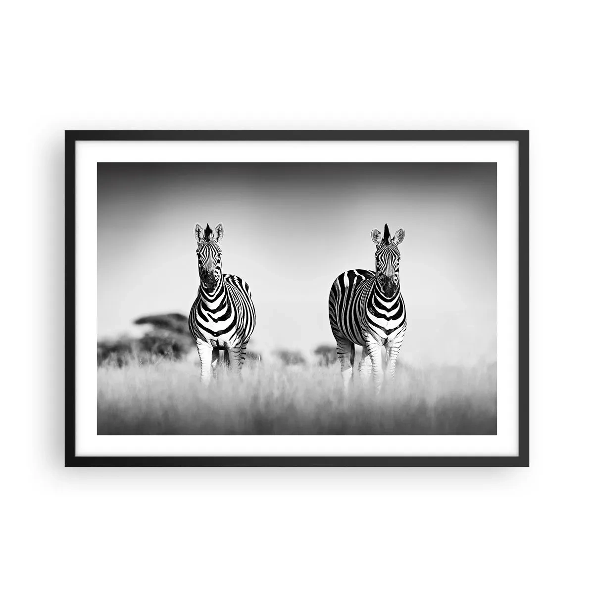 Affiche dans un cadre noir - Poster - Deux zèbres dans la savane dans un style monochrome - 70x50cm - Le monde est bel et bien noir et blanc - Décoration murale moderne pour le salon et la chambre ARTTOR