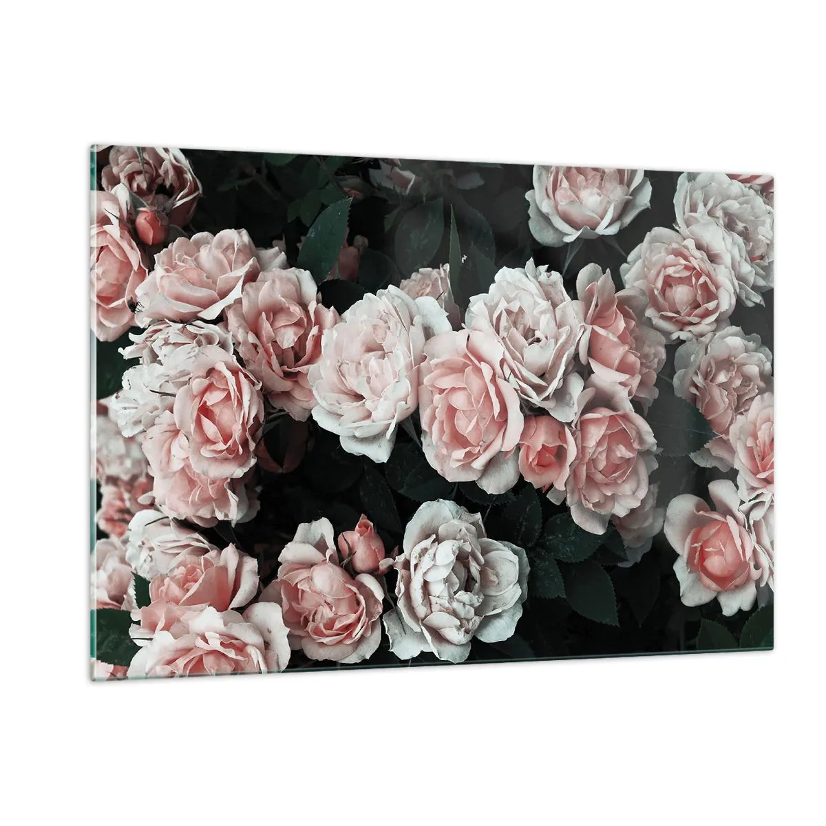 Impression sur verre - Image sur verre - Gros plan d'un bouquet de roses roses sur fond sombre - 120x80cm - Ensemble de rose - Décoration murale moderne pour le salon et la chambre ARTTOR